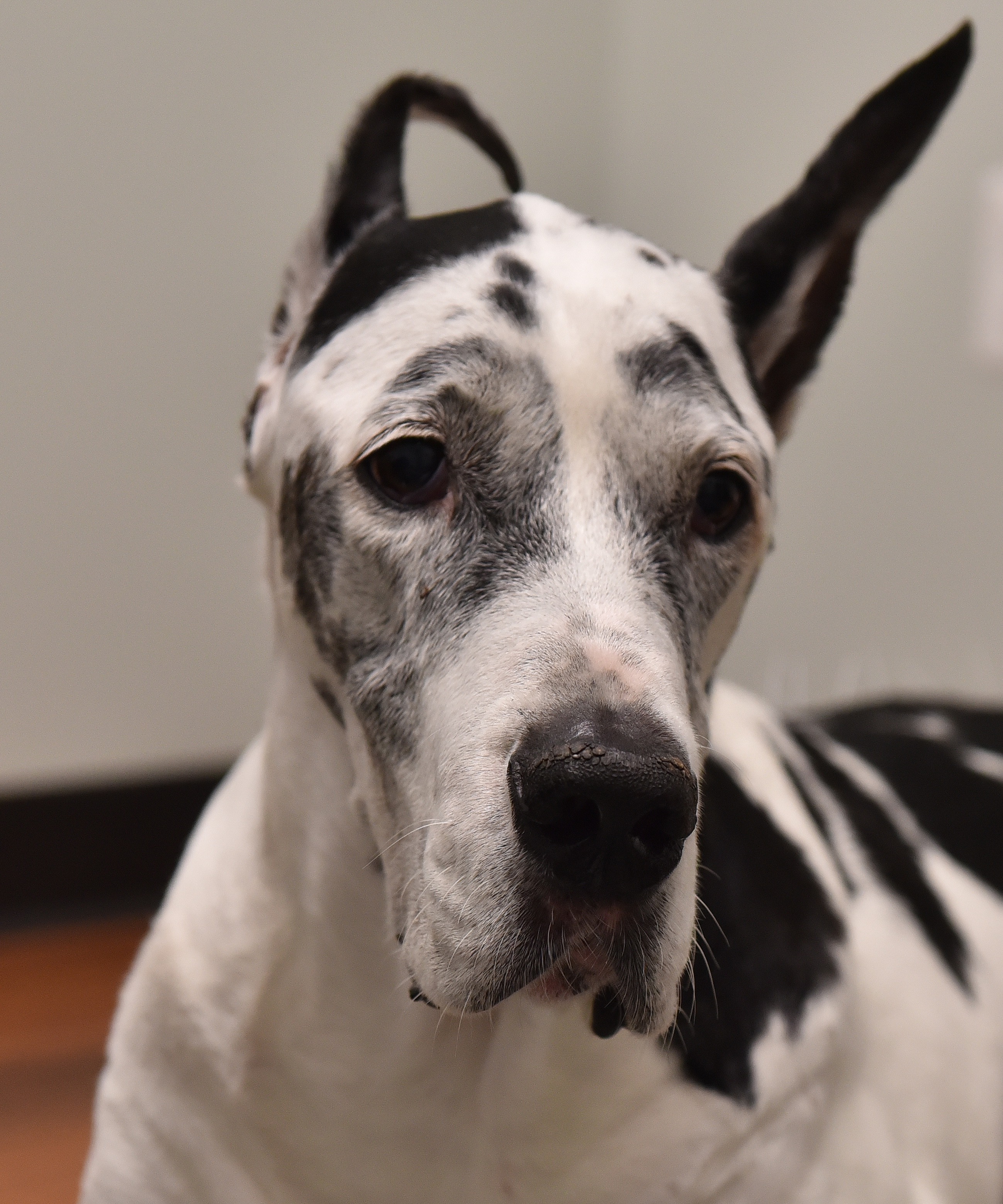 Bandit, featured in the Veterinary Holistic Center photo gallery