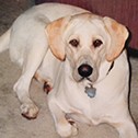 Baxter, featured in the Veterinary Holistic Center photo gallery