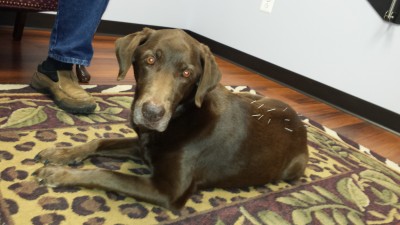 Cali Rose, featured in the Veterinary Holistic Center photo gallery