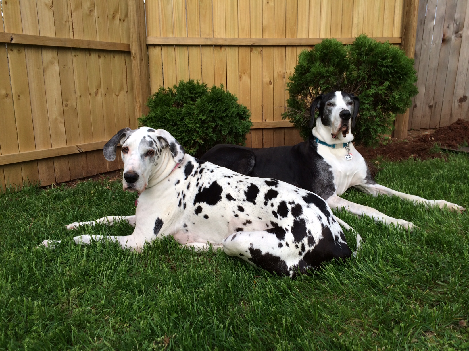 Chez & Kiba, featured in the Veterinary Holistic Center photo gallery