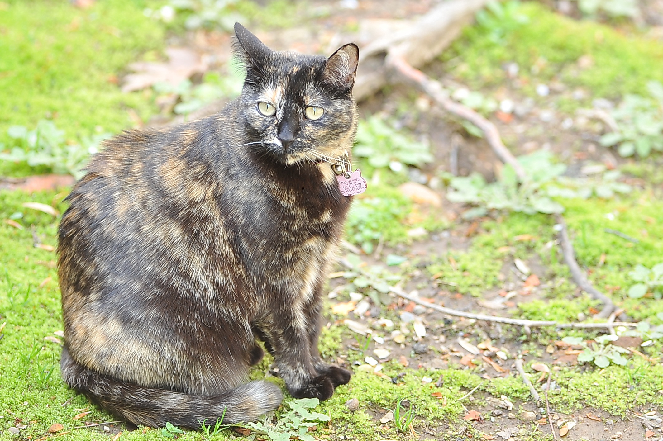 Molly Mayes, featured in the Veterinary Holistic Center photo gallery