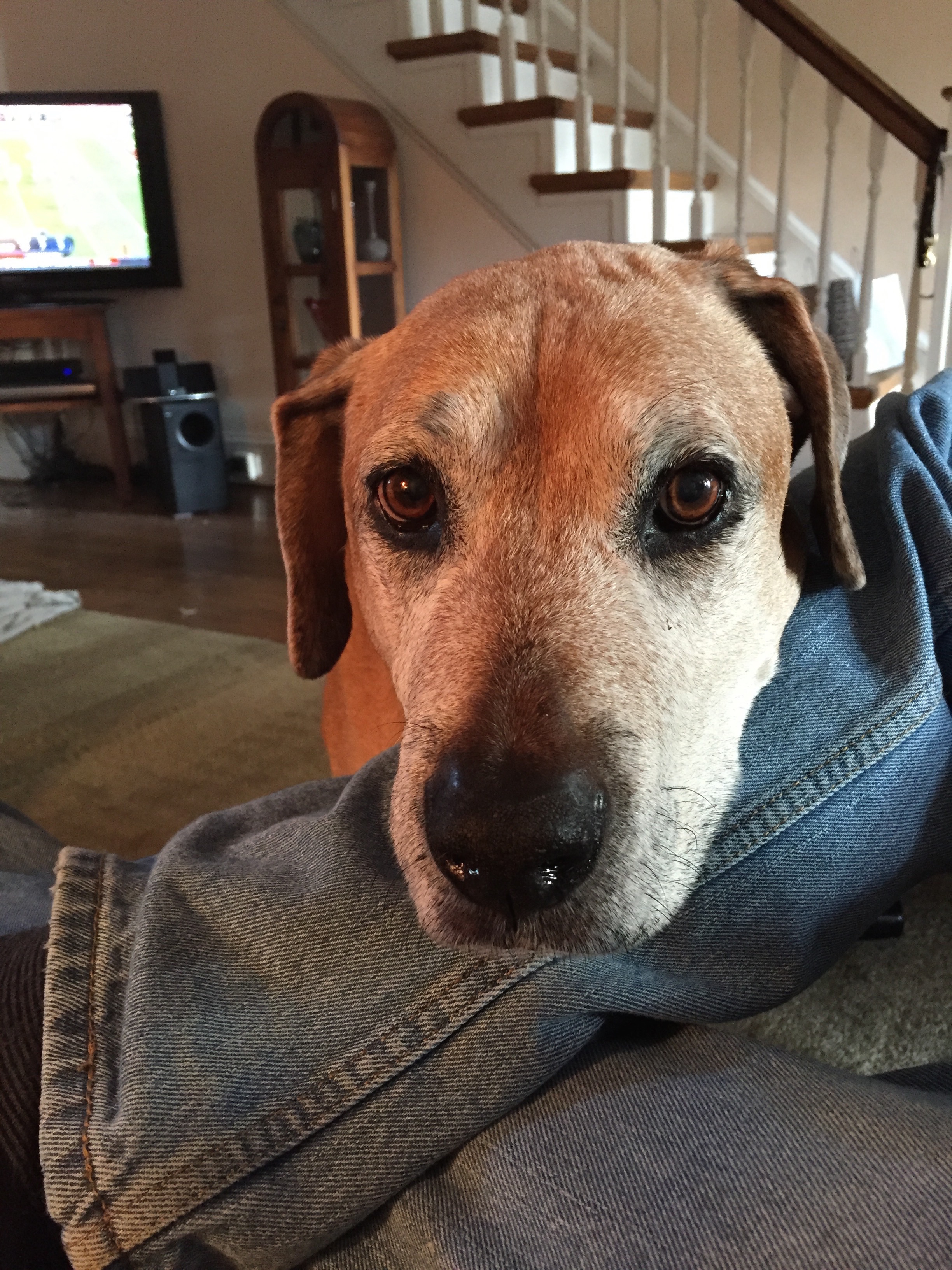 Monty, featured in the Veterinary Holistic Center photo gallery