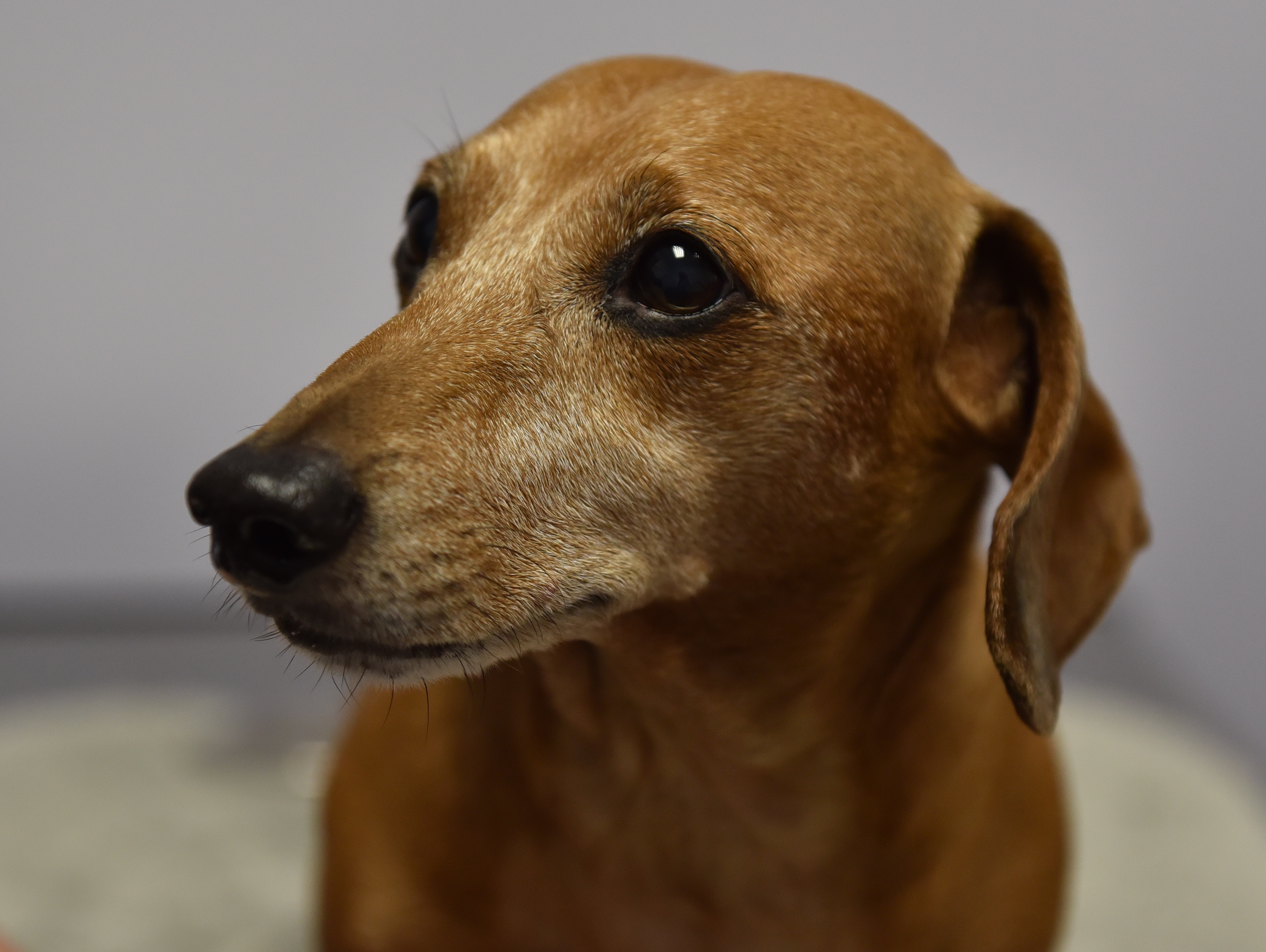 Oscar, featured in the Veterinary Holistic Center photo gallery
