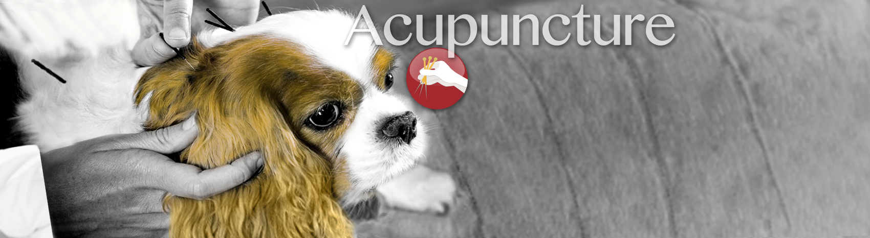 Original VHC Acupuncture banner showing a dog receiving acupuncture, the full Acupuncture title, and the VHC icon